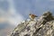 Water pipit in mountains