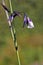 Water plant bent alligator-flag in bloom