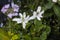 The Water Plant Yerba Mansa aenemopsis californica