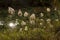 Water plants Blowing in the Wind next to streaming water river