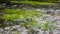 Water plants in clear mountain river water