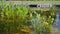 Water plants in a garden pond.