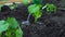 Water the plants in the ground. A woman farmer in gloves pours water from a watering can on the sprouts of cucumbers. On