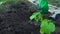 Water the plants in the ground. A woman farmer in gloves pours water from a watering can on the sprouts of cucumbers. On