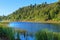 Water plants and native forest surrounding Lake Rotoma, New Zealand