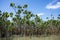 Water plants on the Parnaiba River, Brazil