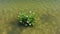 Water plants on thermal lake