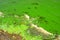 Water pollution by blooming blue green algae - is world problem. Water, rivers and lakes with harmful algal blooms. Ecology of