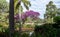 Water pond feature in tropical garden with purple flowers adorning tibouchina, palm tree, Cana lilies