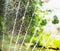 Water pour splashes and bokeh from watering in summer garden with sprinkler on blurred tree foliage background