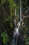 Water Pouring and Dripping Down Jungle Wall with Vines and Ferns