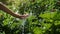 Water pouring in woman hand on green growing plant background, Ecology and environment, Earth day, Environmental issues