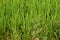 Water primrose, broad leaf weed in rice field