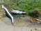 Water puddle with logs and green grass and sand