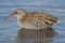 Water rail