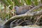 Water rail Rallus aquaticus, bird in his natural habitat standing on the branch. Medium size bird with red long beak, blue head