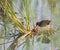 Water Rail with reed plants