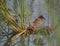 Water Rail with reed plants