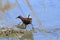 Water rail swamps lakes and rivers in europe