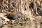 Water rail swamps lakes and rivers in europe