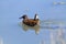 Water rail swamps lakes and rivers in europe