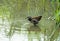 Water Rail wild bird with Youngster