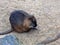 Water rat muskrat close-up. Ondatra sitting on the sand