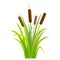 Water Reed Plant Cattails Green Leaf. Vector