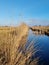 Water and reed in the Wieden