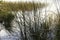 Water Reeds