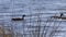 Water reeds in a lake with ducks in the background