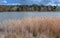 Water Reeds at the Lakes Edge