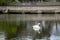 Water Reflected Male Mute Swan Floating by Bridge