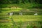 Water Reflection on Land Been Preparing for Paddy Fields