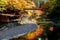 Water reflection of maple momiji foliage