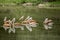 Water reflection of pelicans