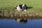 Water reflection of a pied calf, sleeping curled up, at the bank of a blue river.