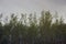 Water reflection of swamp reeds and small fish