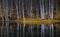 Water reflections of autumn birch