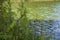 Water reflex at lake with plants