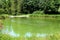 Water reflex at lake with plants and ducks