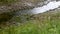 Water running along wild grasses and mud