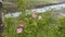 Water running along wild grasses and mud with wild roses