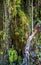 Water Runs Down Vines and Plants on Tropical Jungle Wall