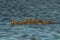 Water\\\'s Edge Gathering: Group of Mallard Birds Gliding Above Serene Waters