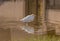 Water\\\'s Edge Grace: Egret Birds Gliding Over Water