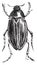 Water Scavenger Beetle or Hydrophilus spp