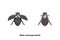 Water scavenger beetle vector Spread wings and Normal wings
