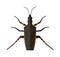 Water scavenger beetle on white background wildlife animal coleoptera vector bug.