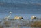 Water scene with african grey heron and yellow-billed storks wading